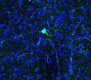 Juxtacellularly Labelled Neuron