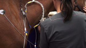 Treating Equine Atrial Fibrillation with Transvenous Electrical Cardioversion (TVEC)